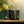 Load image into Gallery viewer, Fonti Di Crodo Limonata (Italian Lemonade)
